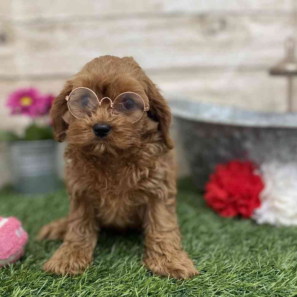 Female Cavapoo Puppy for Sale in Braintree, MA
