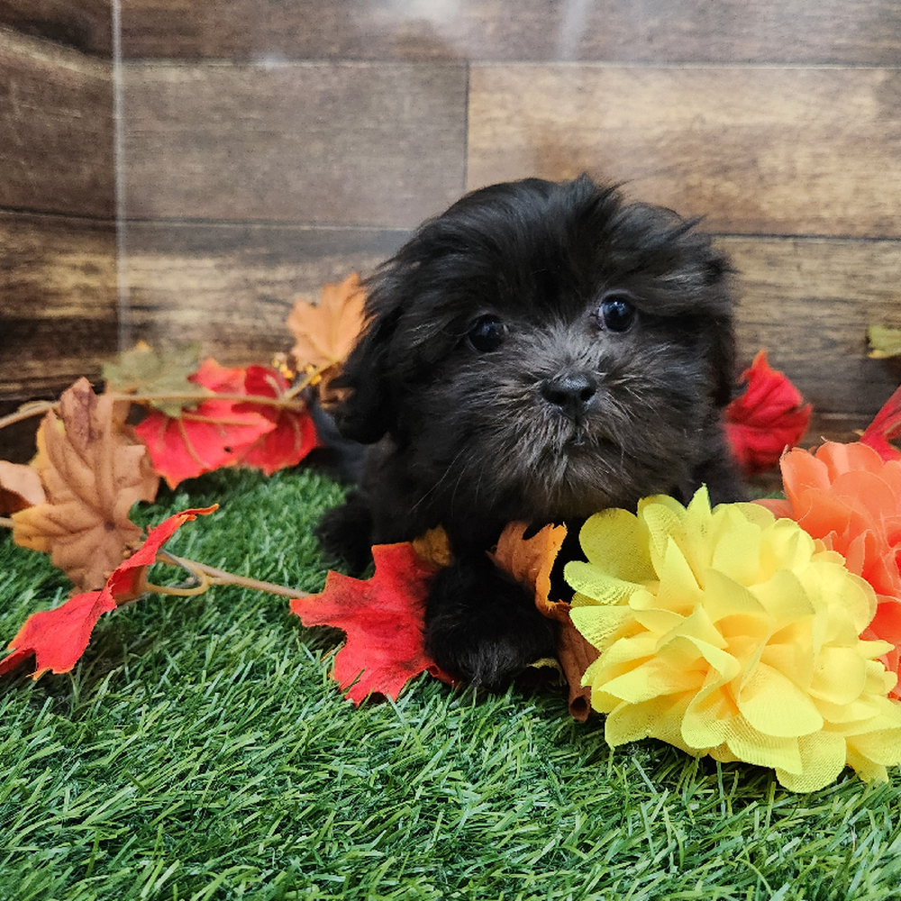 Female Malshi Puppy for Sale in Braintree, MA