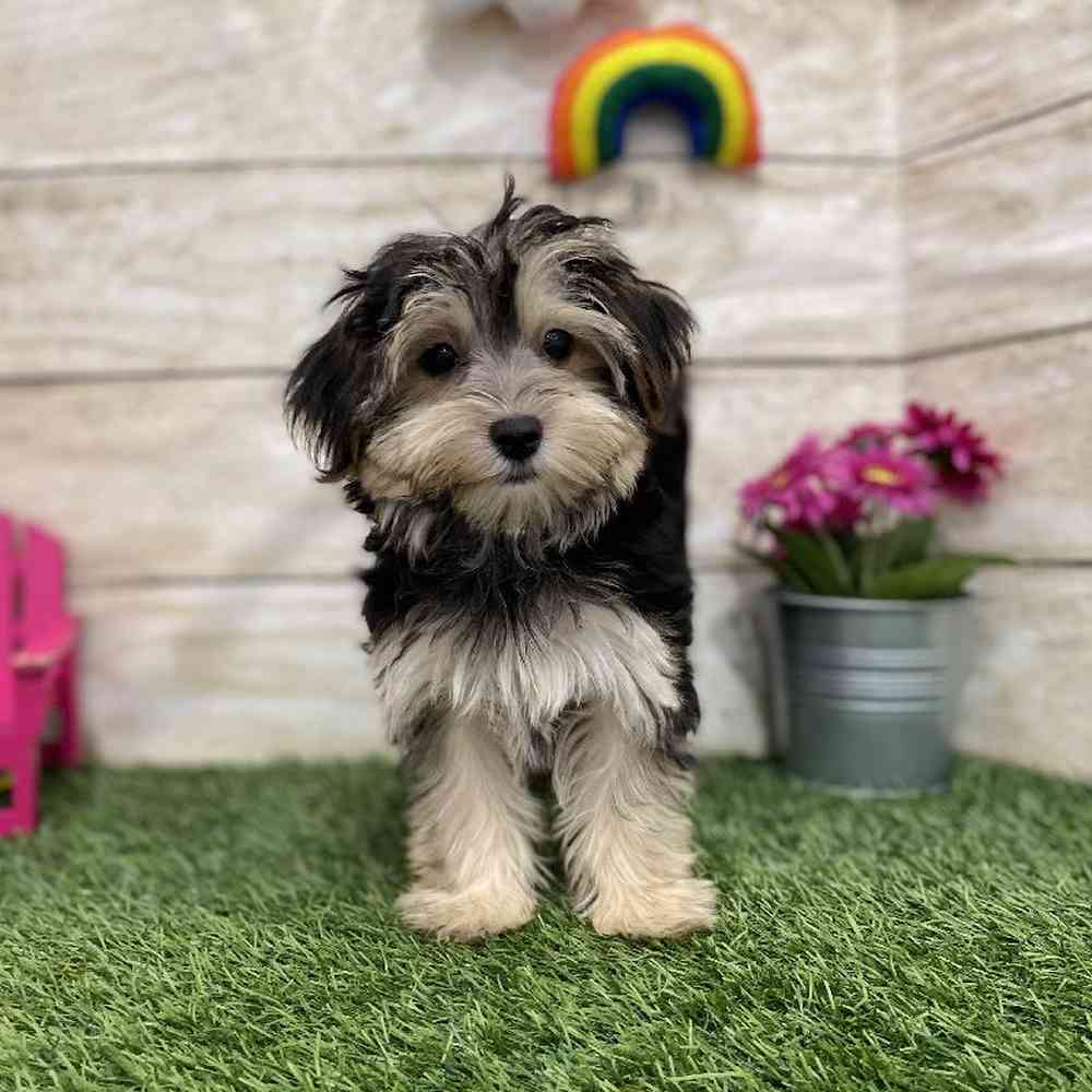 Female Morkie Puppy for Sale in Braintree, MA