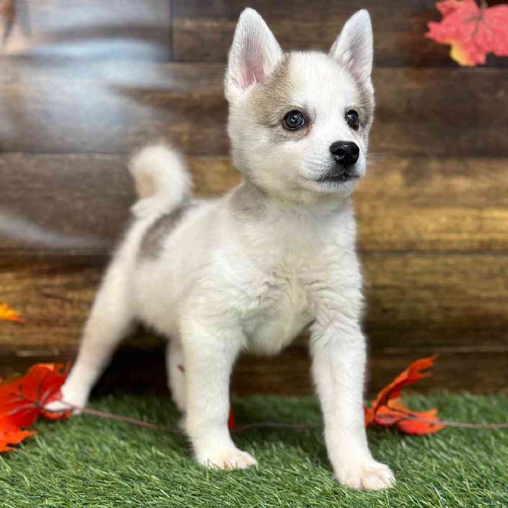 Male Alaskan Klee Kai Puppy for Sale in Saugus, MA