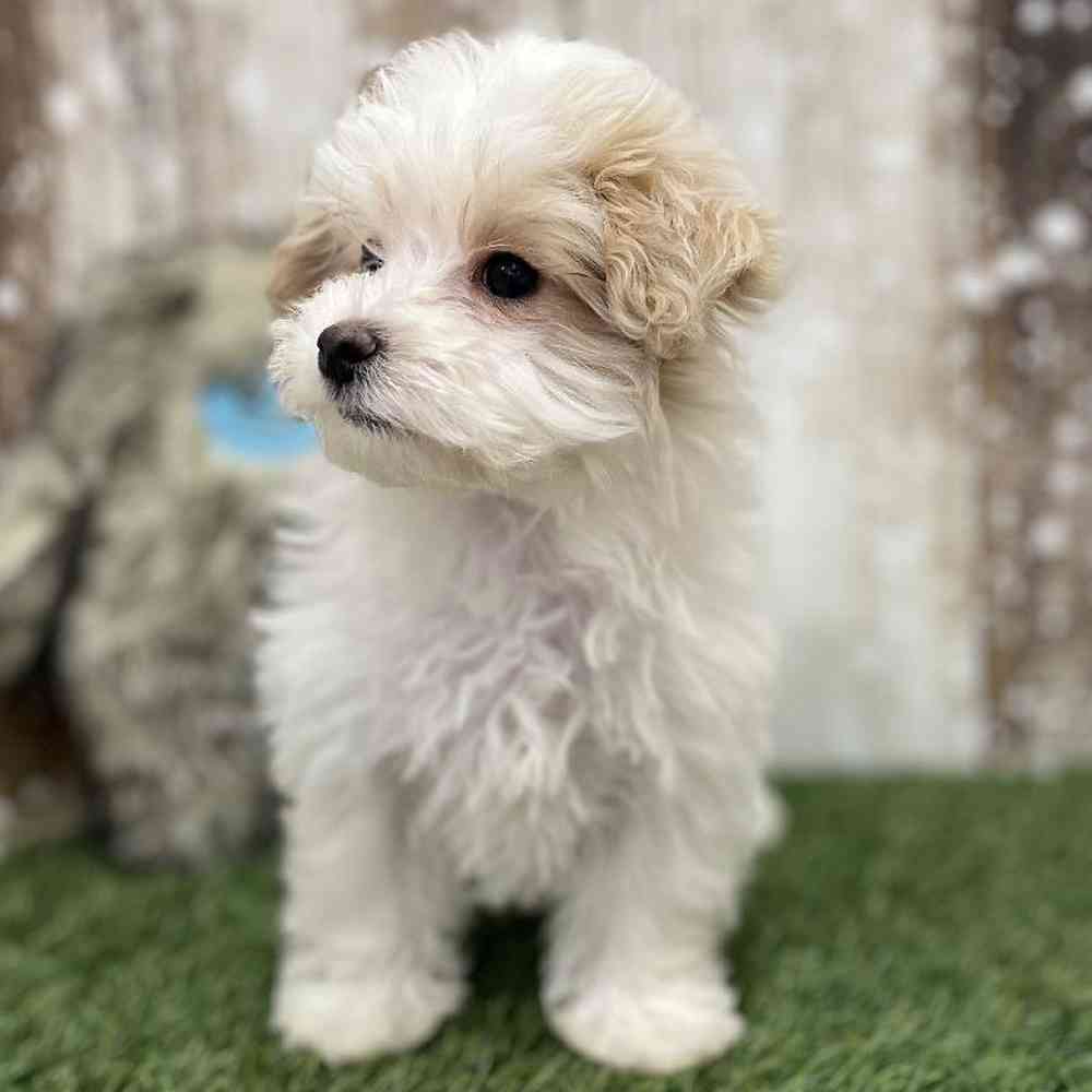 Female Malti-Poo Puppy for Sale in Braintree, MA