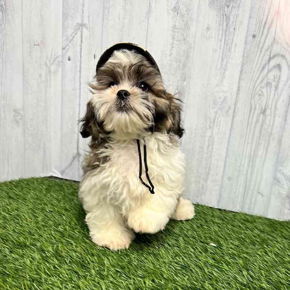 Male Malshi Puppy for sale