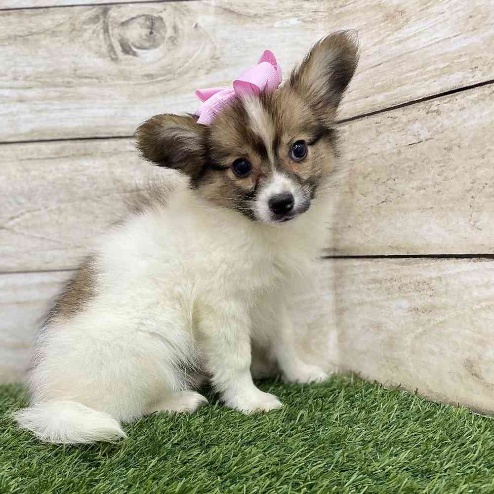 Female Papillon Puppy for Sale in Braintree, MA