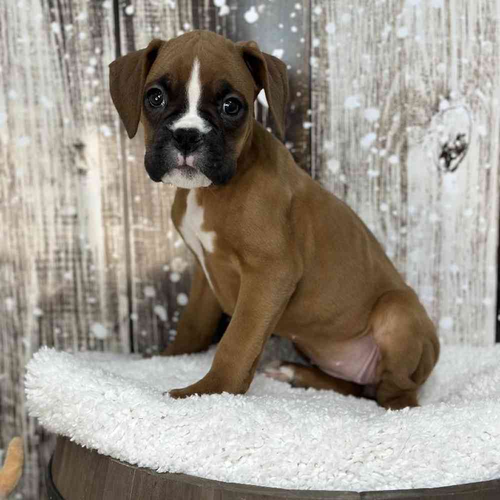 Female Boxer Puppy for Sale in Saugus, MA