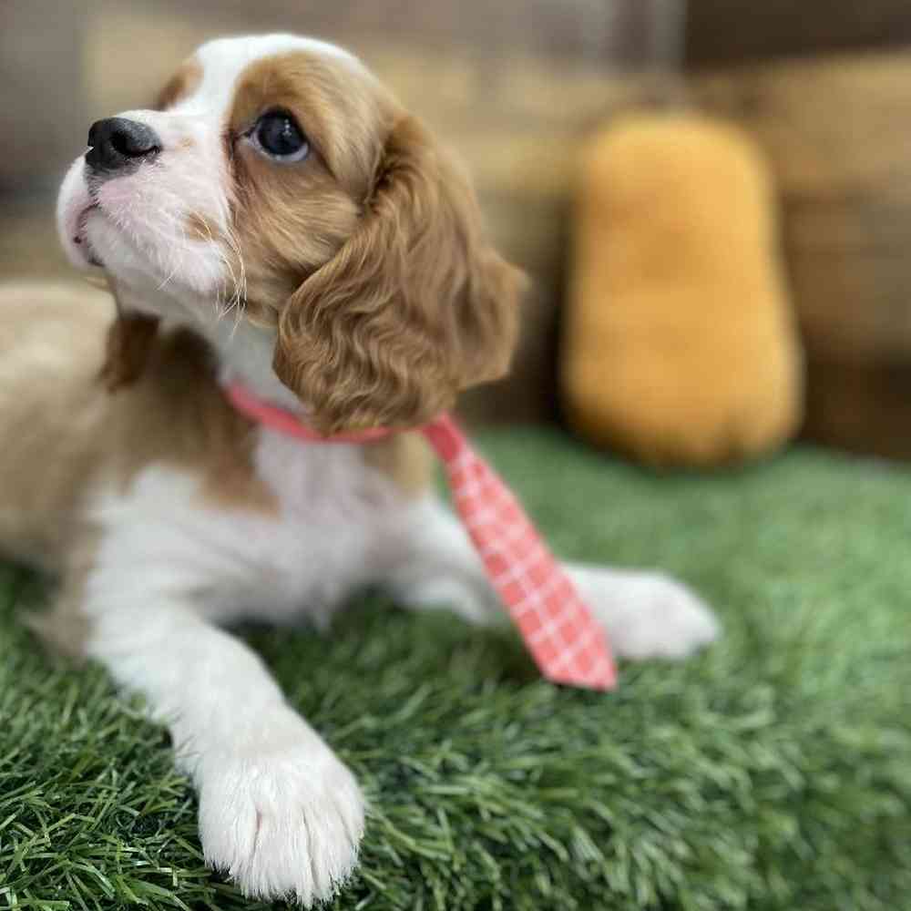 Male Cavalier King Charles Spaniel Puppy for Sale in Braintree, MA