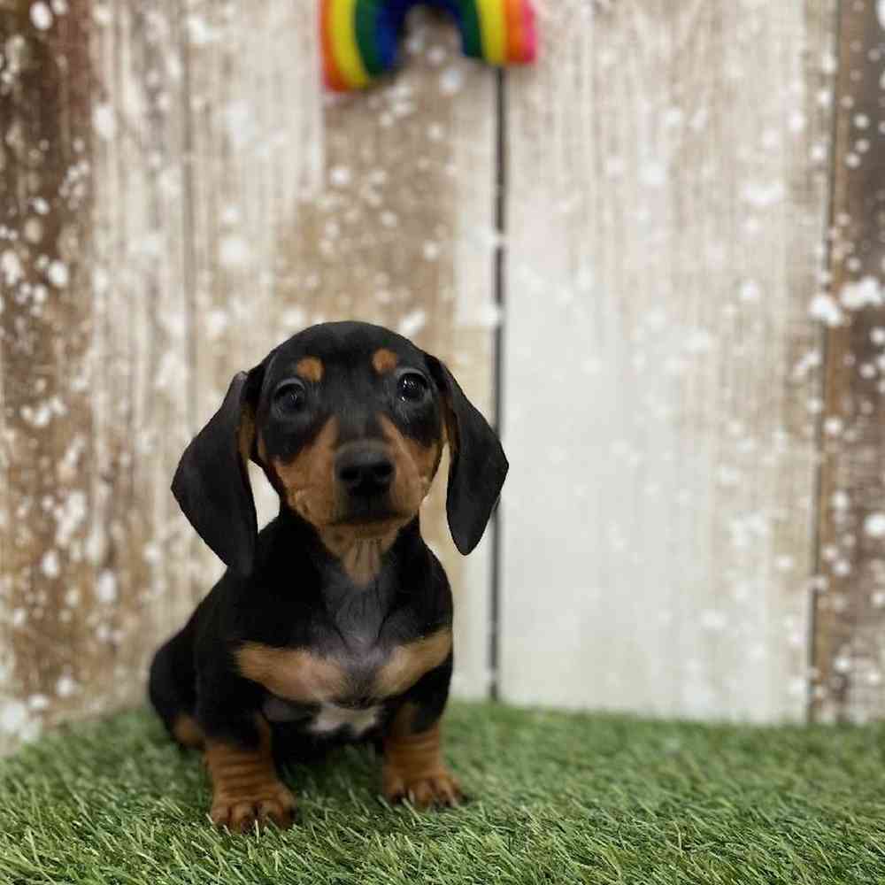 Dachshund For Sale Pet Express Braintree