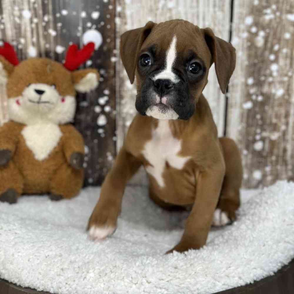 Female Boxer Puppy for Sale in Saugus, MA