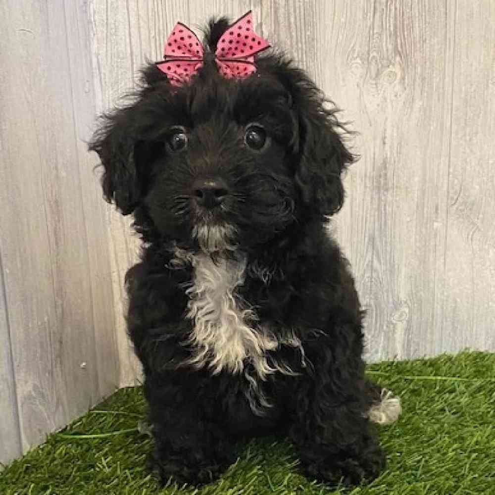 Female Yorkie-Poo Puppy for sale