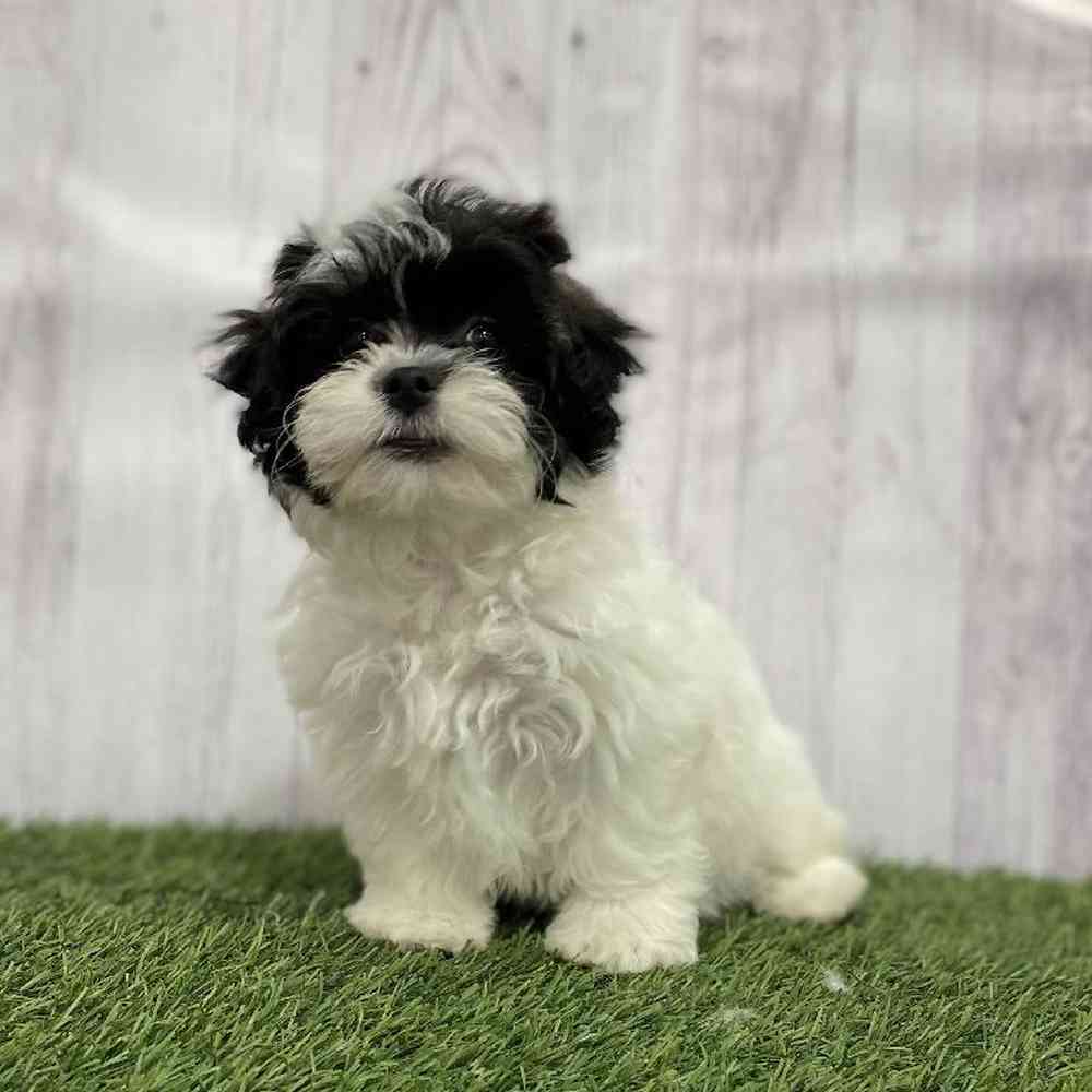 Female Lhasa-Poo Puppy for Sale in Braintree, MA