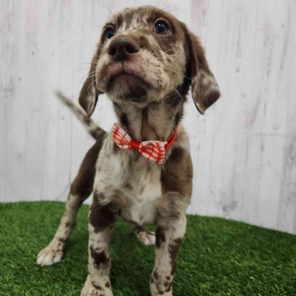 Male Labradoodle Puppy for Sale in Braintree, MA