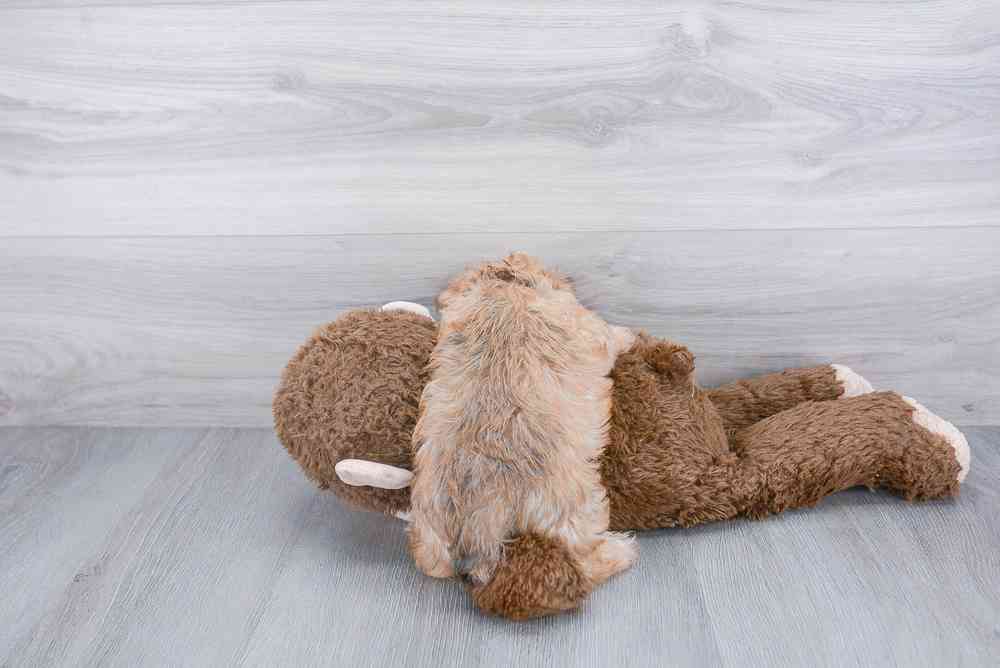 morkie-elmo-1563393121309723.jpg