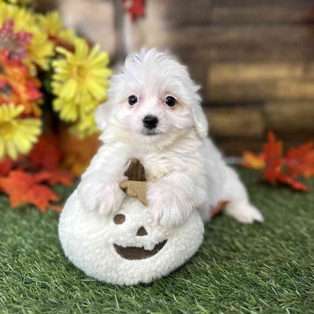 Female Coton De Tulear Puppy for Sale in Saugus, MA