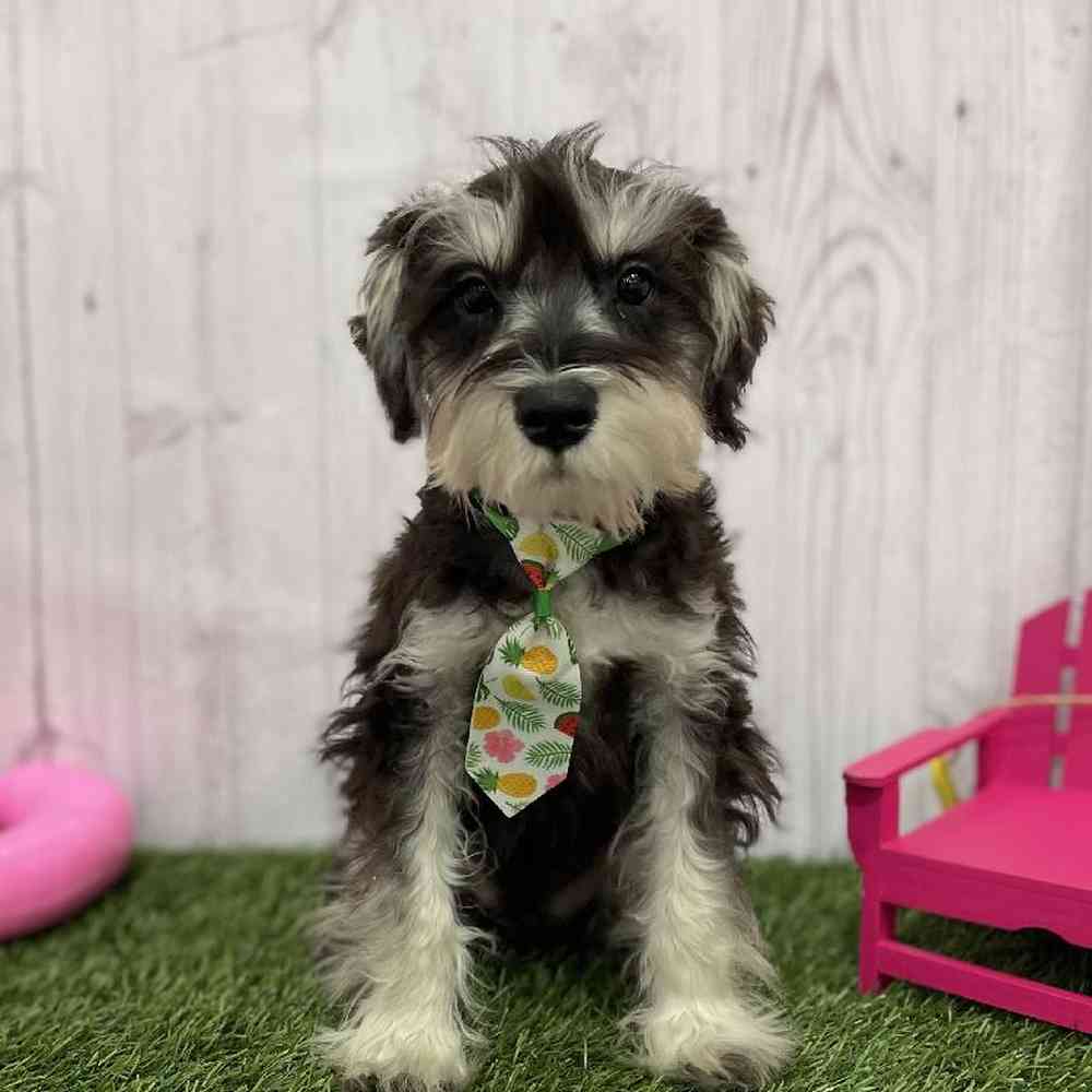 Male Miniature Schnauzer Puppy for Sale in Braintree, MA