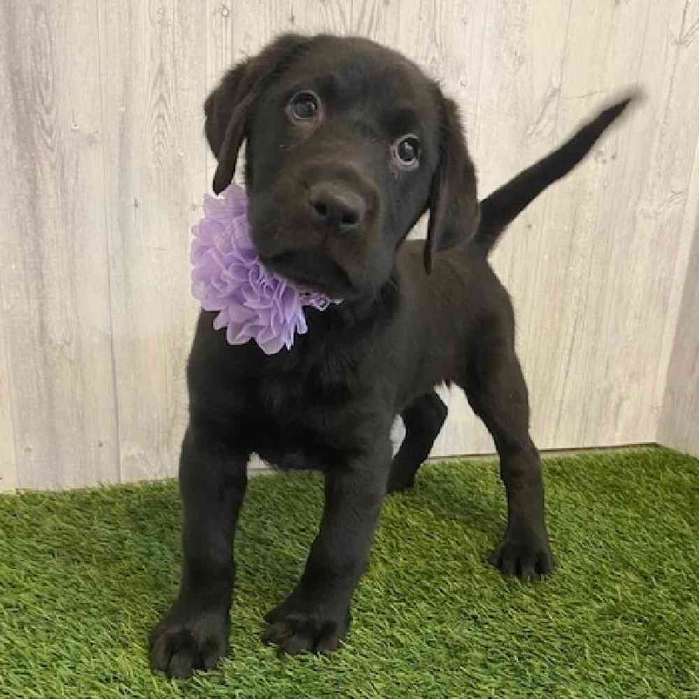 Female Labrador Retriever Puppy for sale