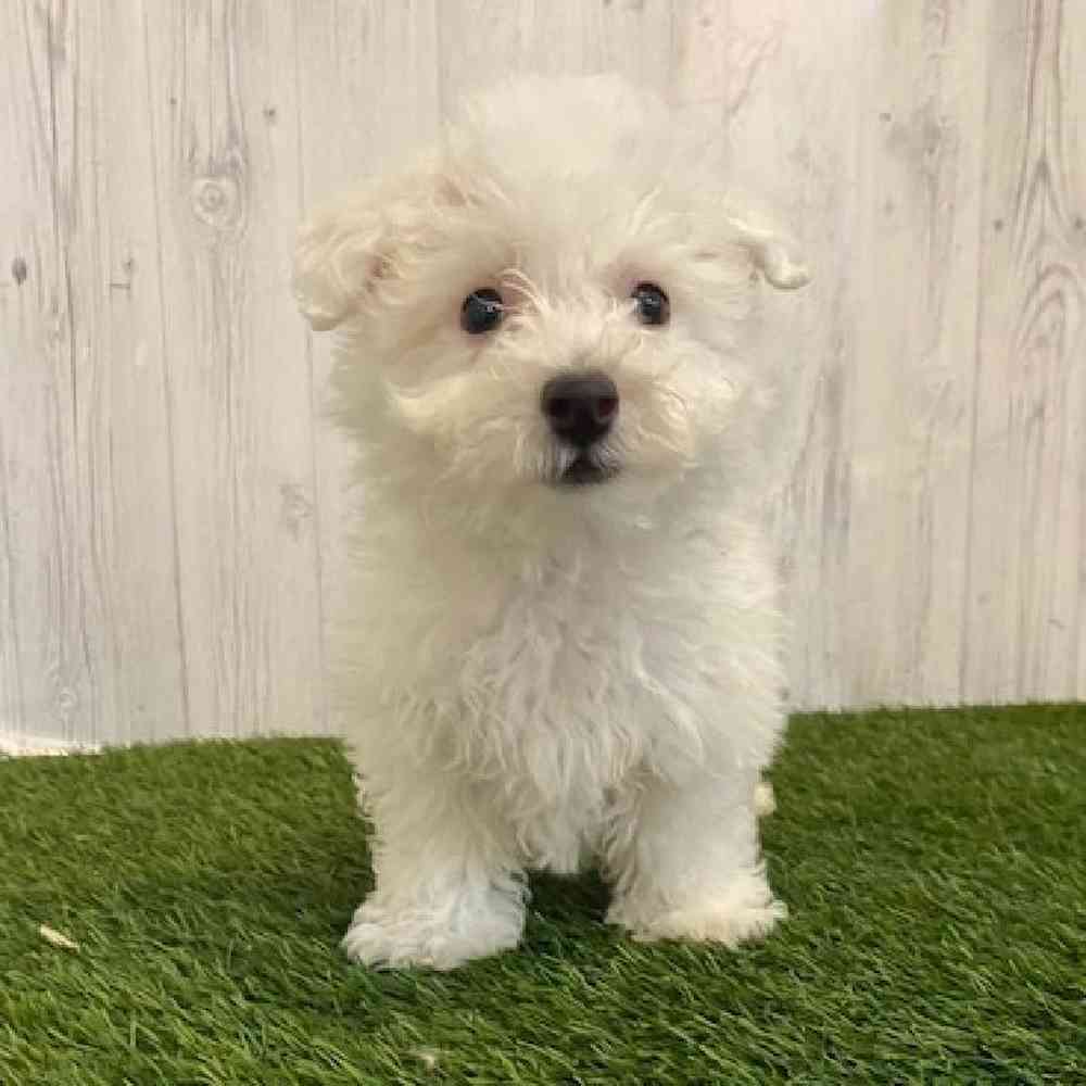 Male Bichon Frise Puppy for sale