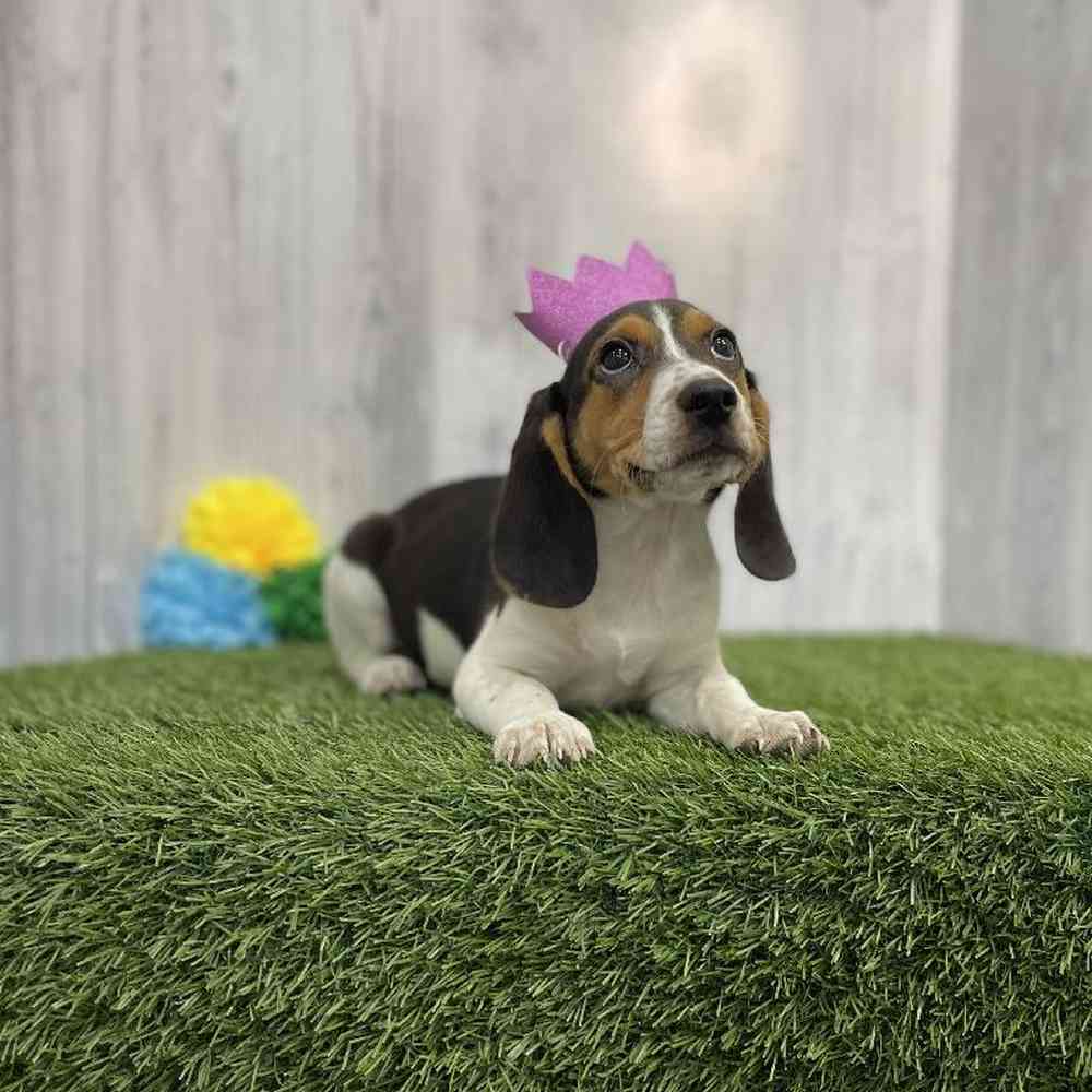 Female Beagle Puppy for sale