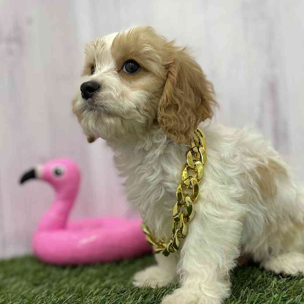 Male Cavachon Puppy for Sale in Braintree, MA