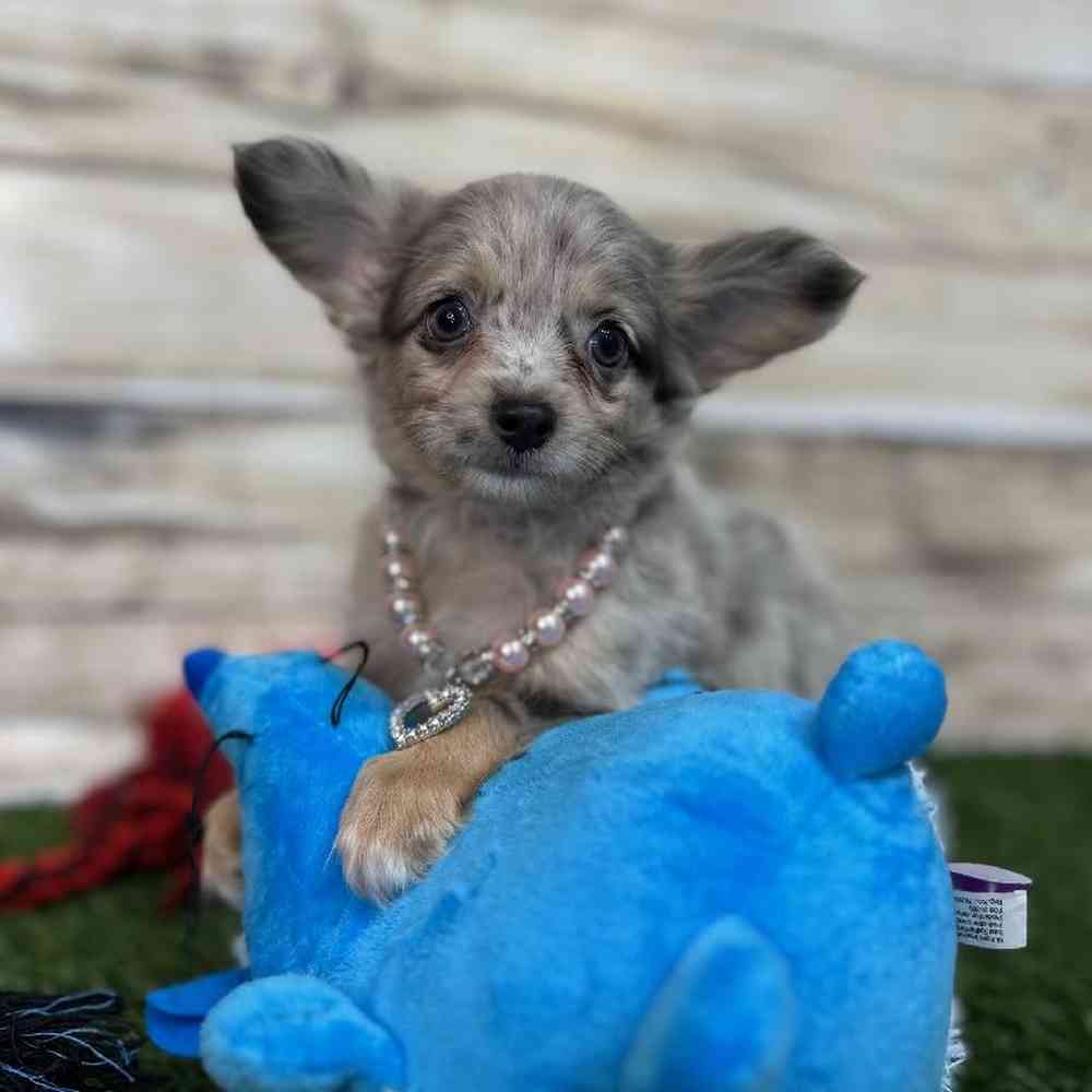 Female Chihuahua Puppy for Sale in Saugus, MA