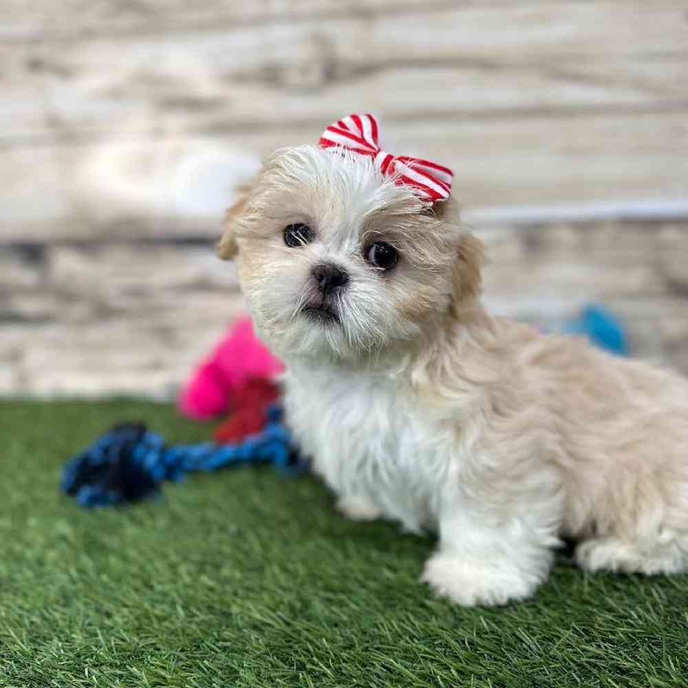 Female Shih Tzu Puppy for Sale in Saugus, MA