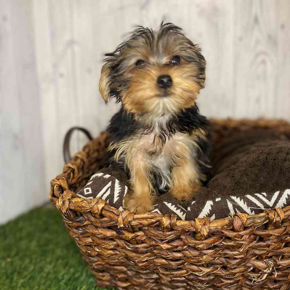 Male Yorkshire Terrier Puppy for Sale in Saugus, MA