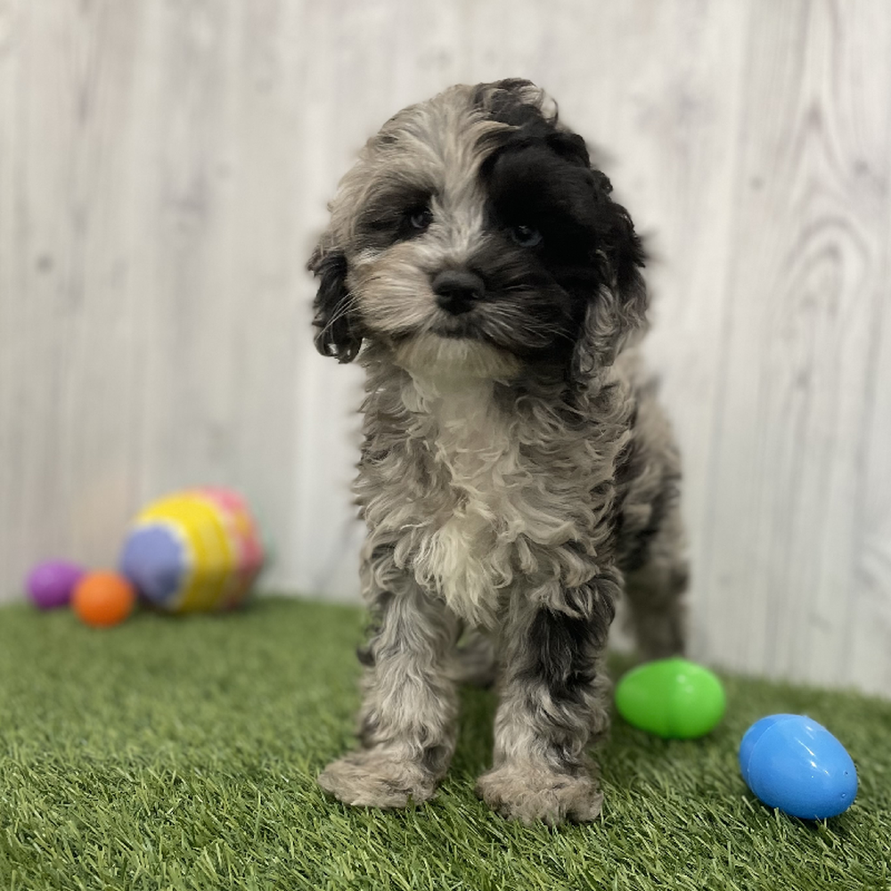 Female Cockapoo Puppy for Sale in Braintree, MA