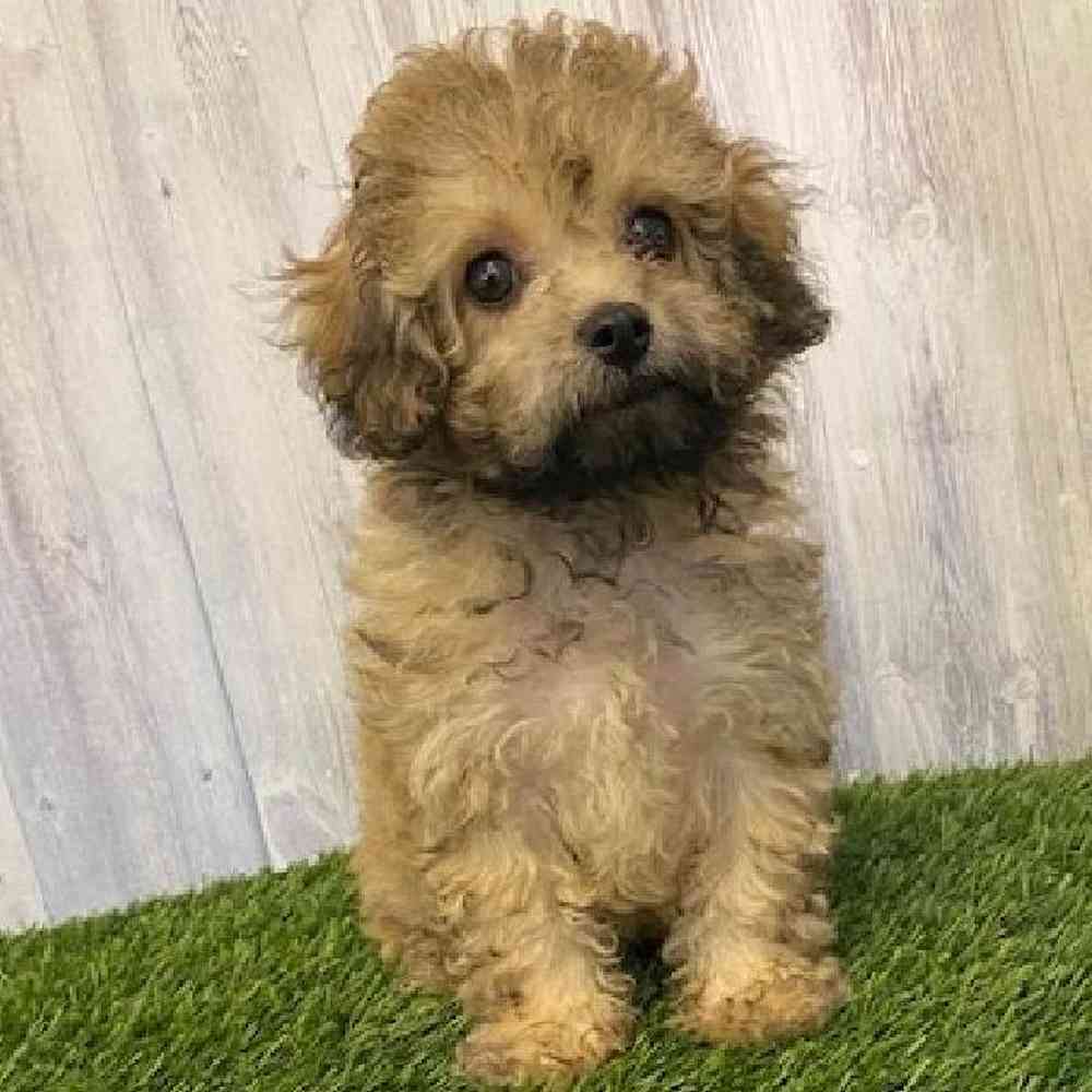 Male Cavapoo Puppy for sale