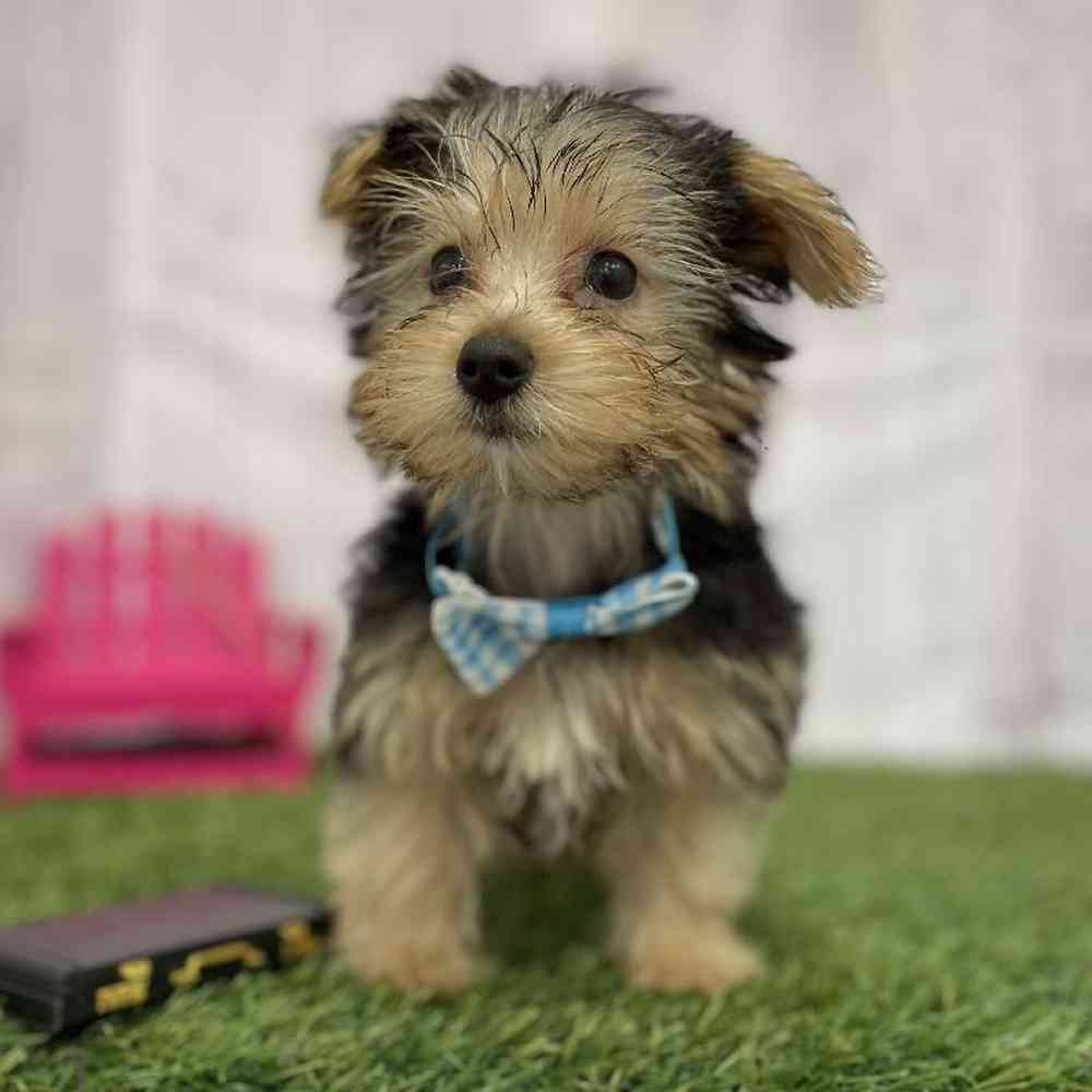 Male Yorkshire Terrier Puppy for Sale in Braintree, MA