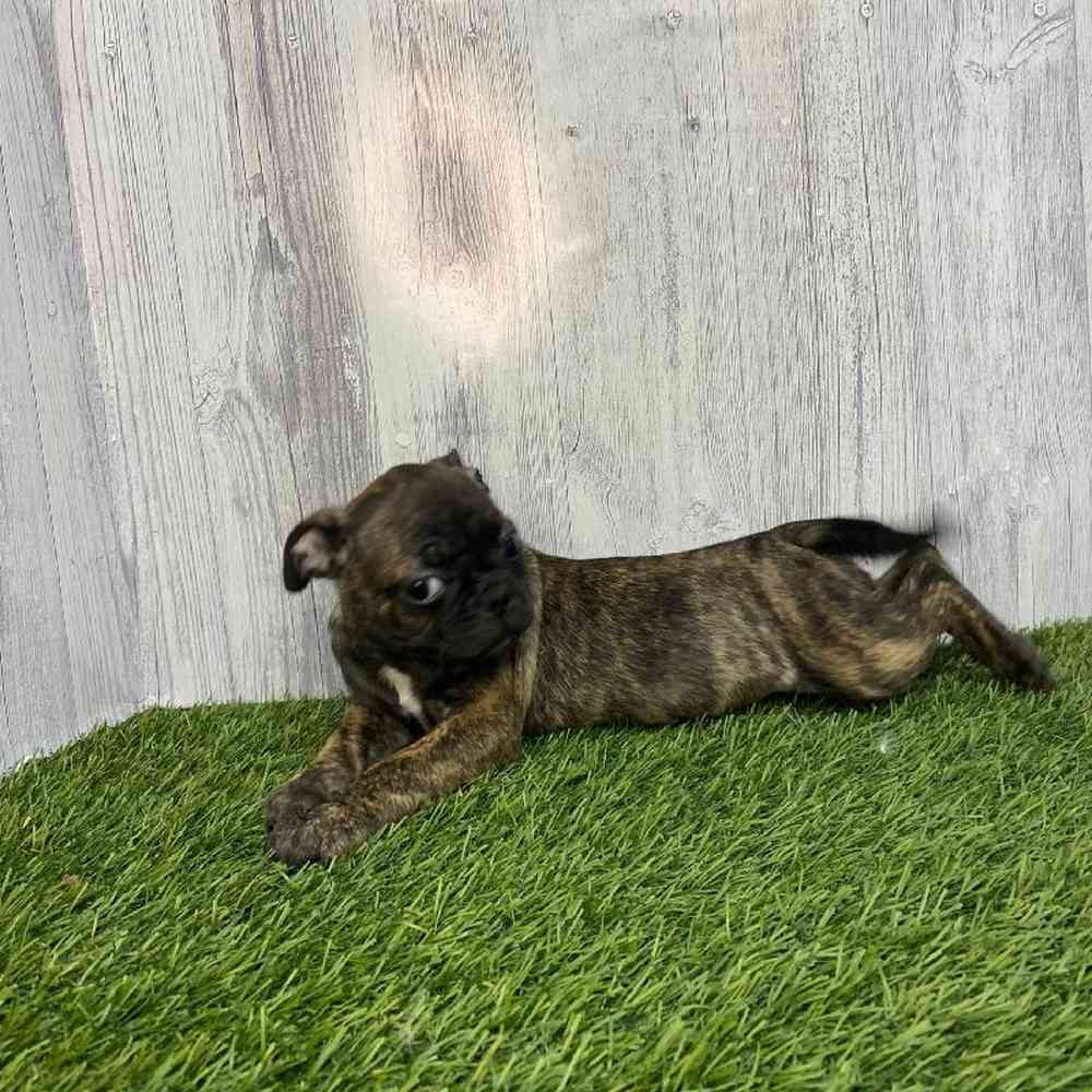 Male Bugg Puppy for Sale in Saugus, MA