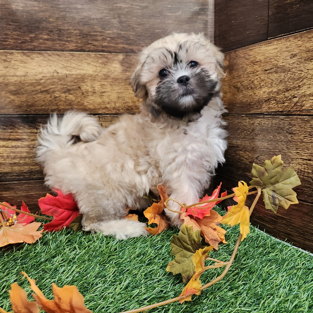 Male Malshi Puppy for Sale in Braintree, MA
