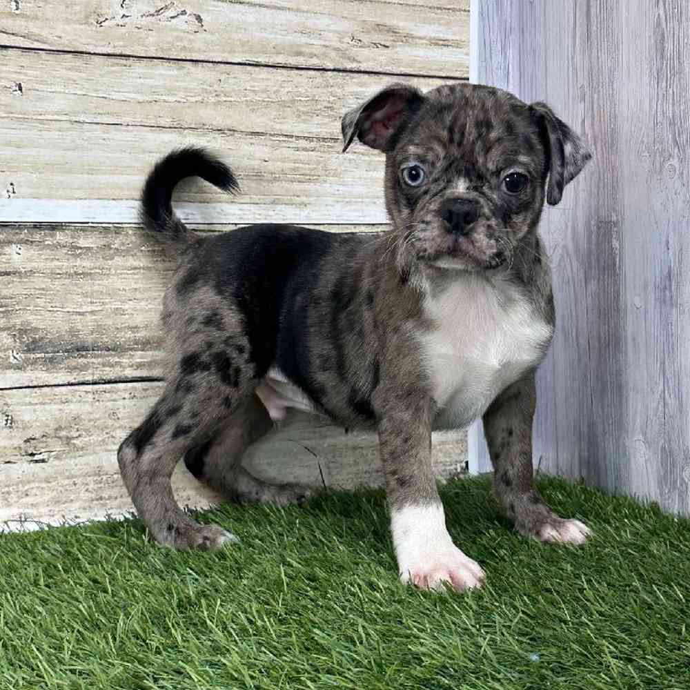 Male Bugg Puppy for Sale in Saugus, MA