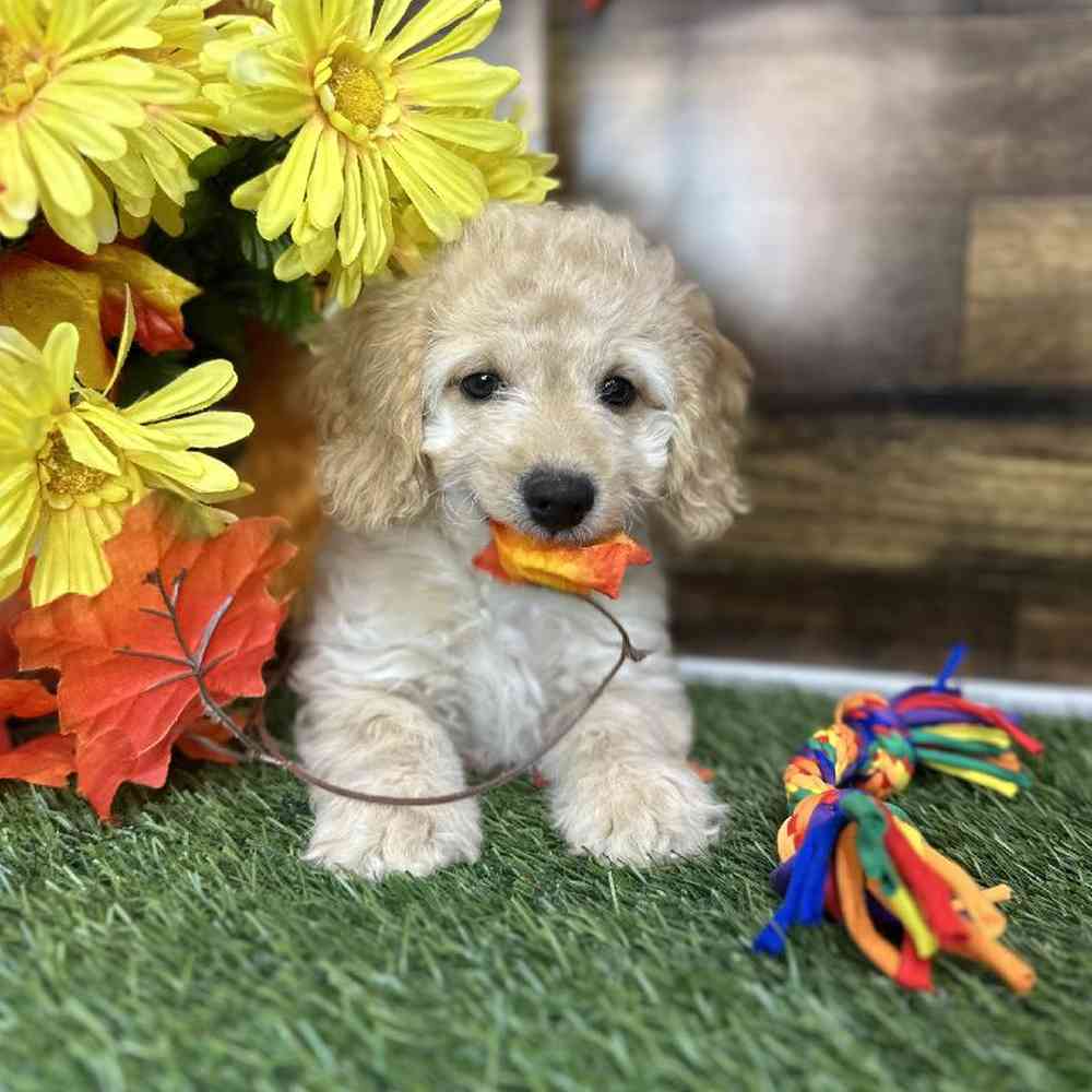 Male Cockapoo 2nd Gen Puppy for Sale in Saugus, MA