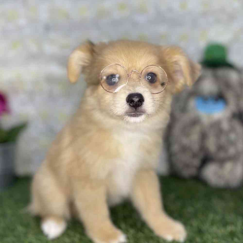 Male Aussie Pom Puppy for Sale in Braintree, MA