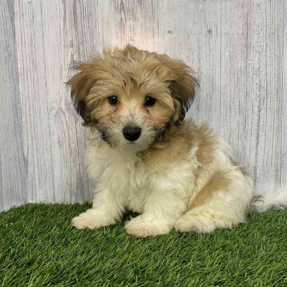 Male Hava-Chon Puppy for Sale in Saugus, MA