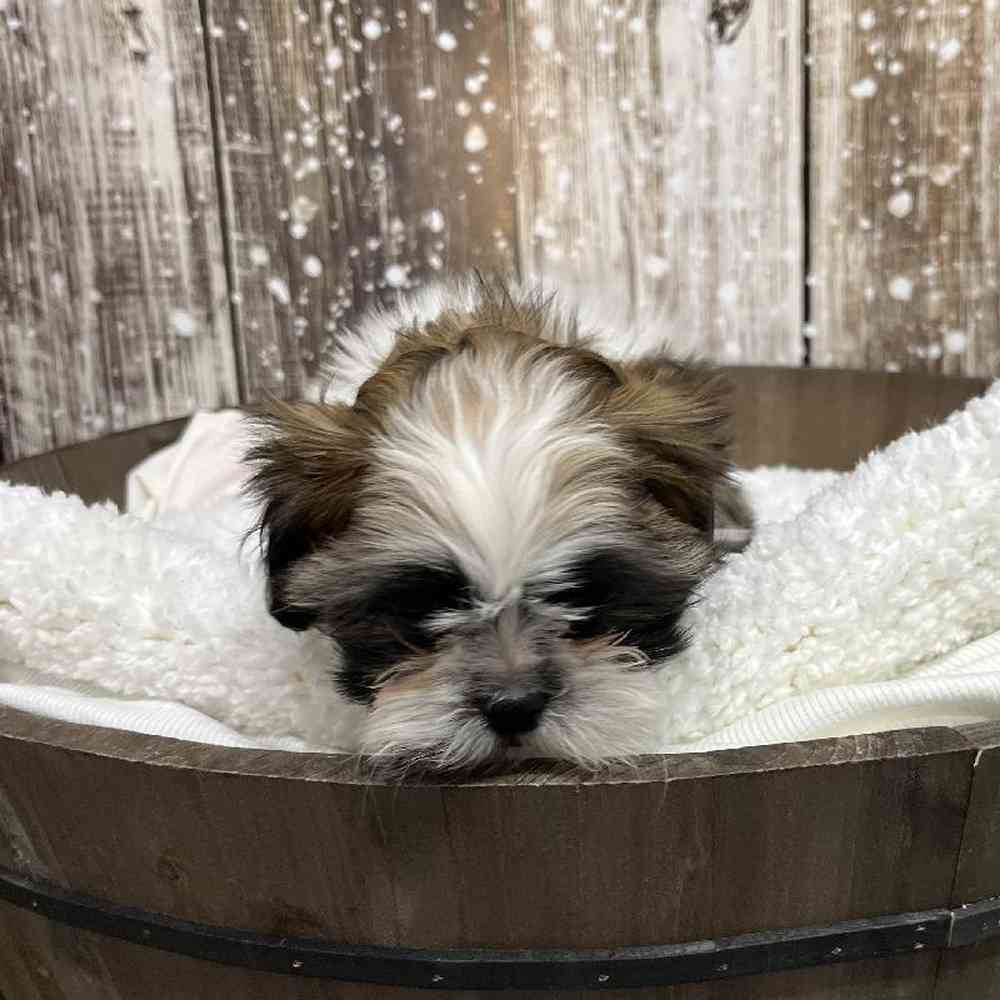 Female Shih Tzu Puppy for Sale in Saugus, MA