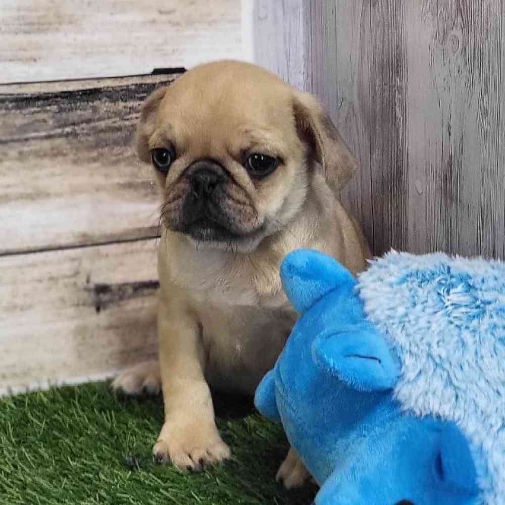 Male Pug Puppy for Sale in Saugus, MA