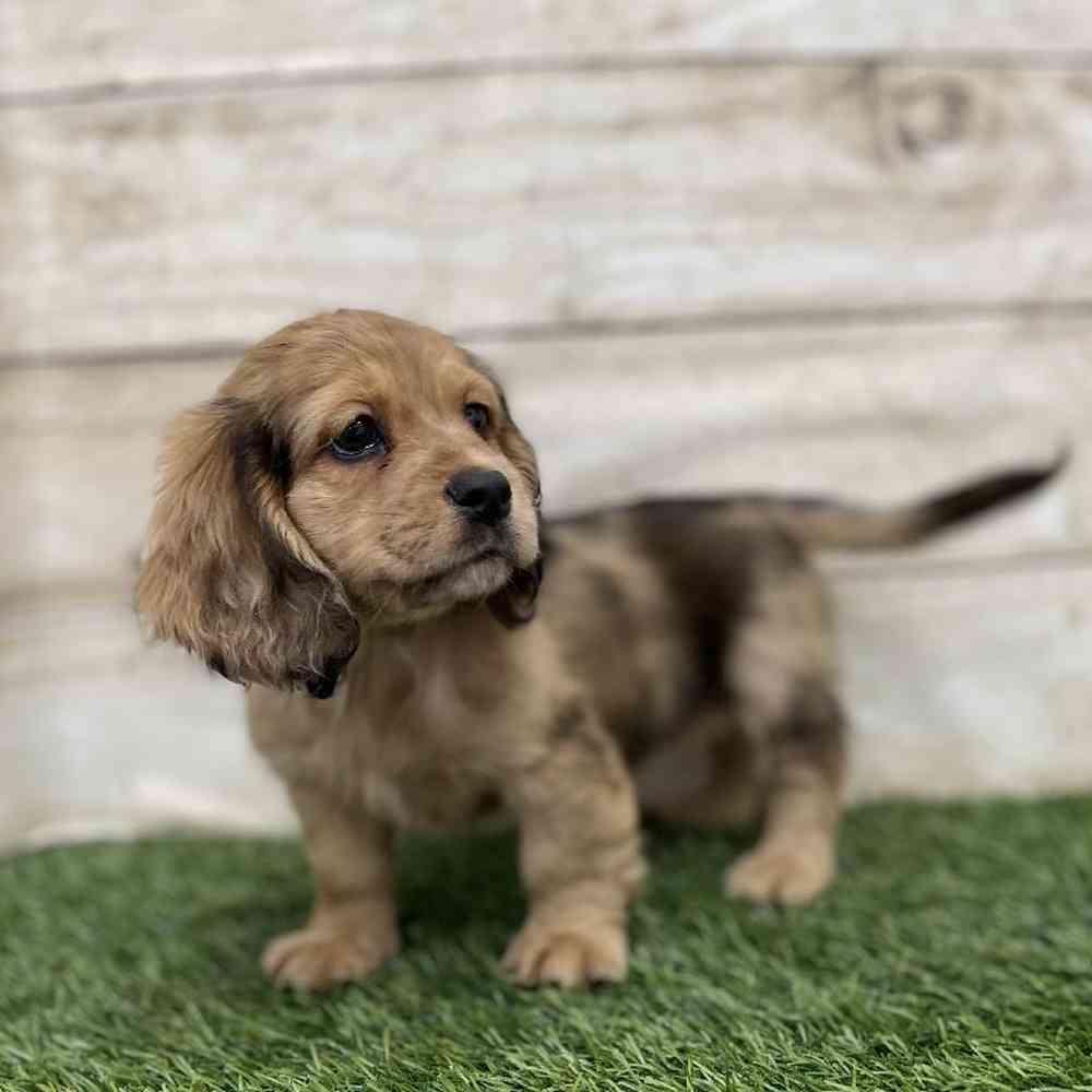 Female Docker Puppy for Sale in Braintree, MA