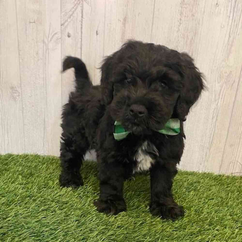Male Mini Goldendoodle Puppy for sale