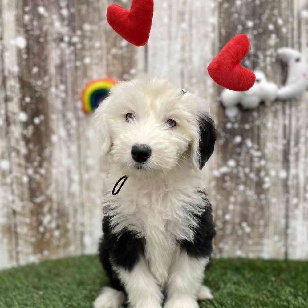 Female Old English Sheepdog Puppy for Sale in Braintree, MA