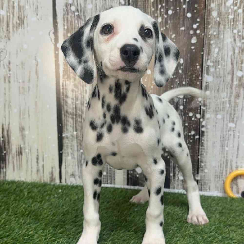 Female Dalmatian Puppy for Sale in Saugus, MA