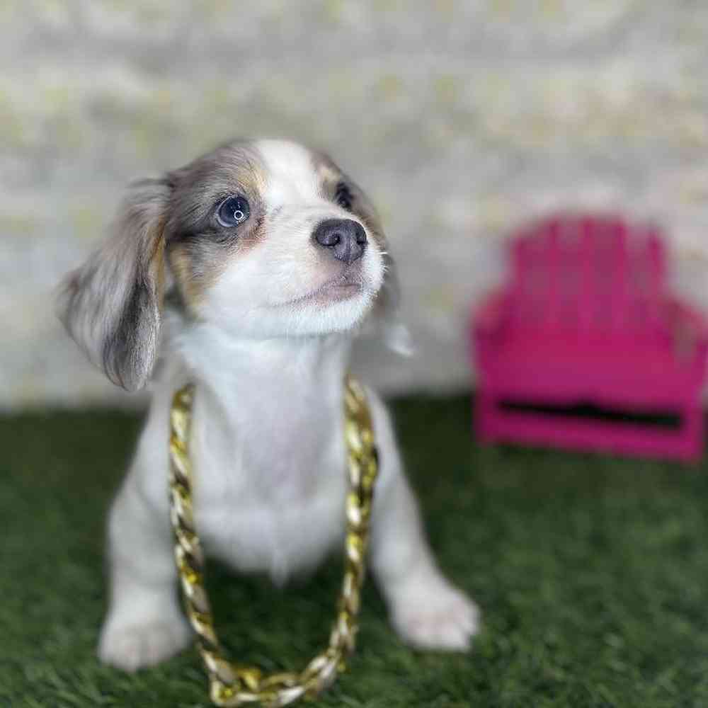 Male Chiweenie Puppy for Sale in Braintree, MA