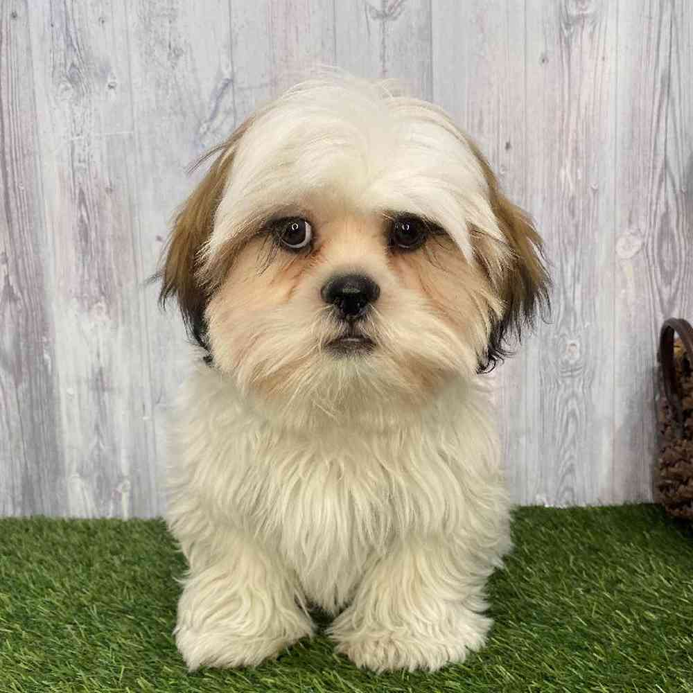 Male Shih Tzu Puppy for Sale in Saugus, MA