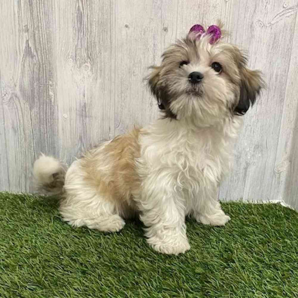 Female Teddy Bear (Zuchon) Puppy for Sale in Braintree, MA