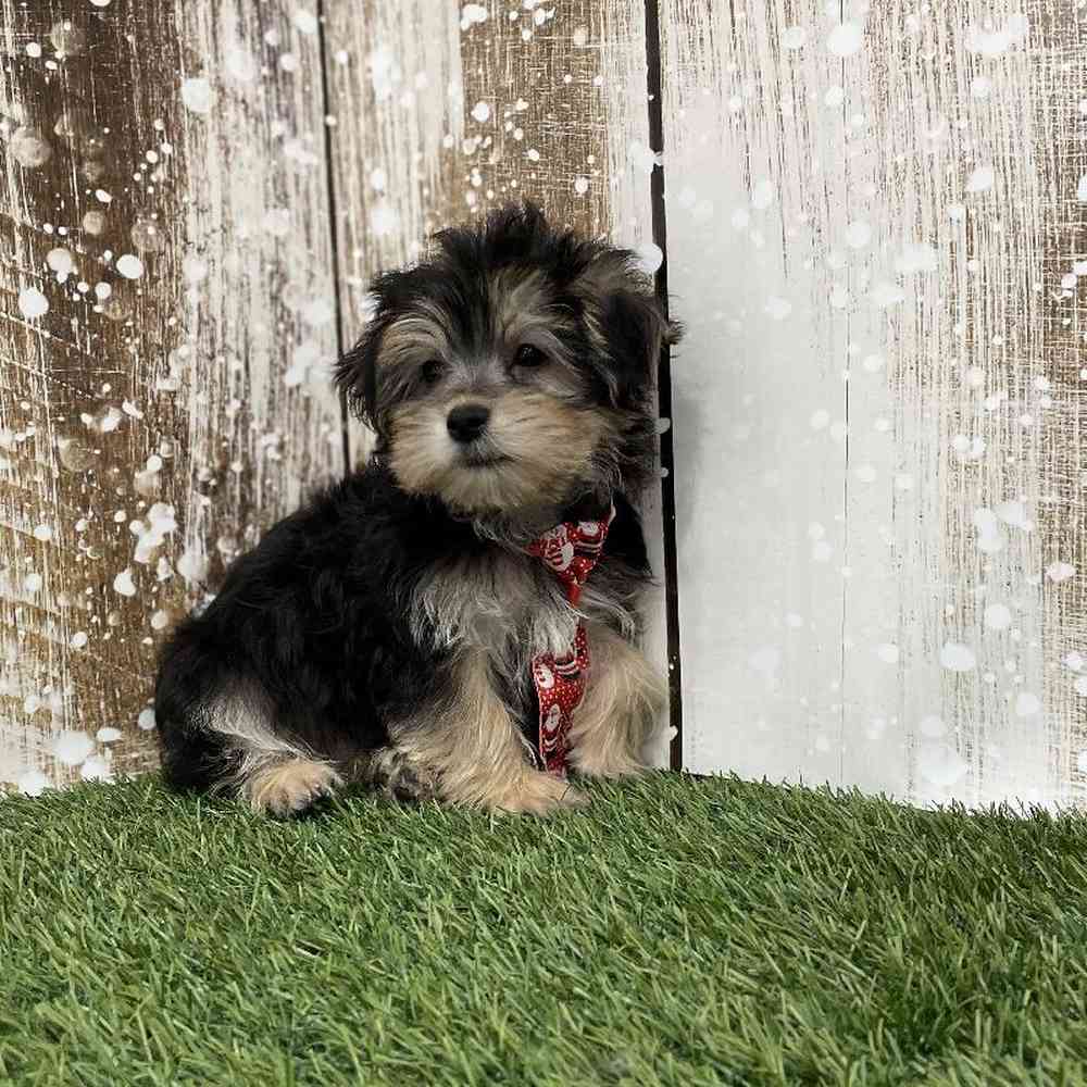 Male Morkie Puppy for Sale in Braintree, MA