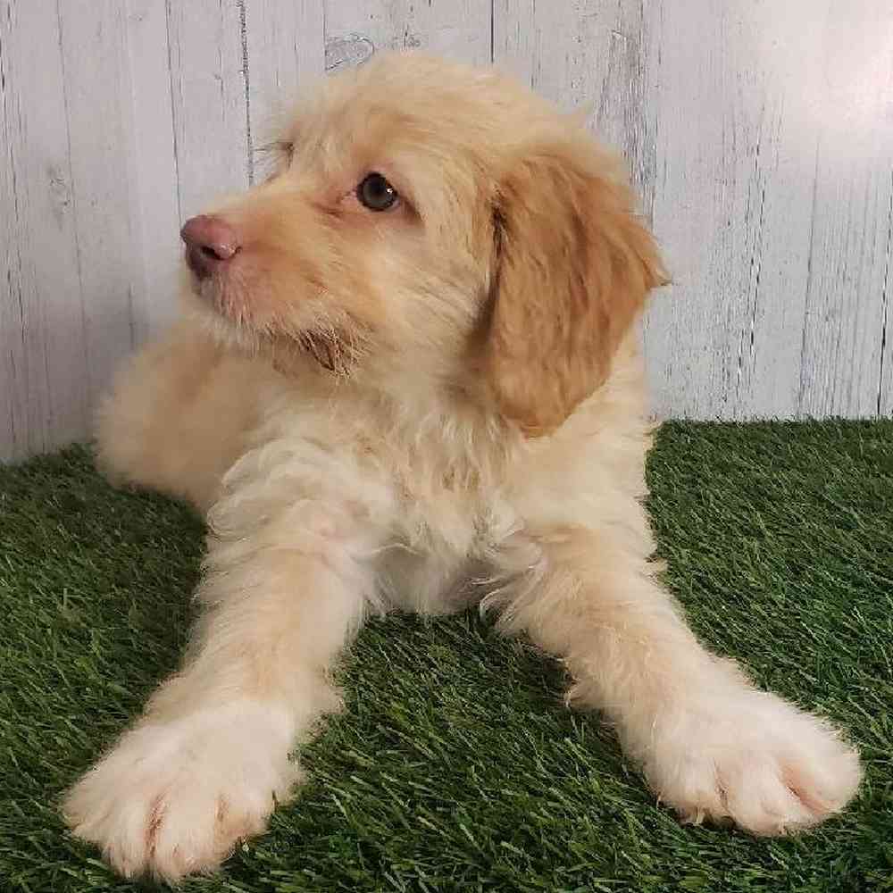 Female Mini Labradoodle Puppy for sale