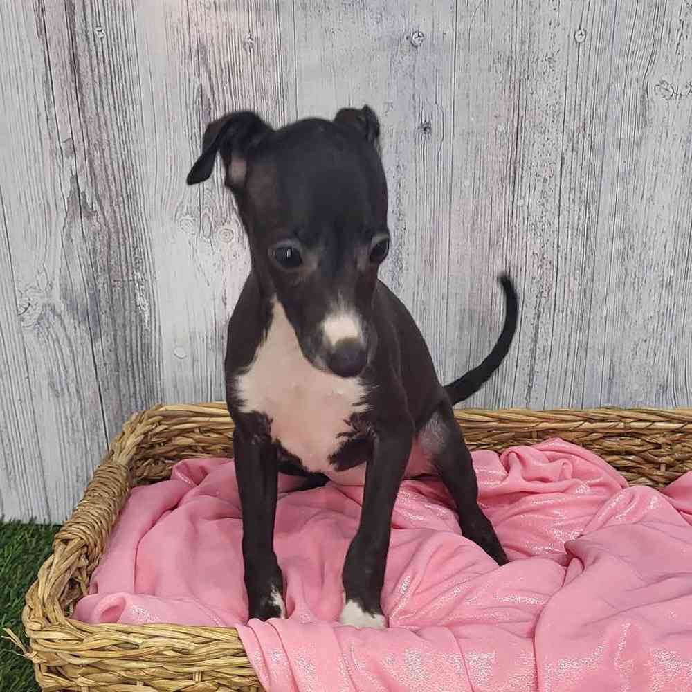 Female Italian Greyhound Puppy for Sale in Saugus, MA