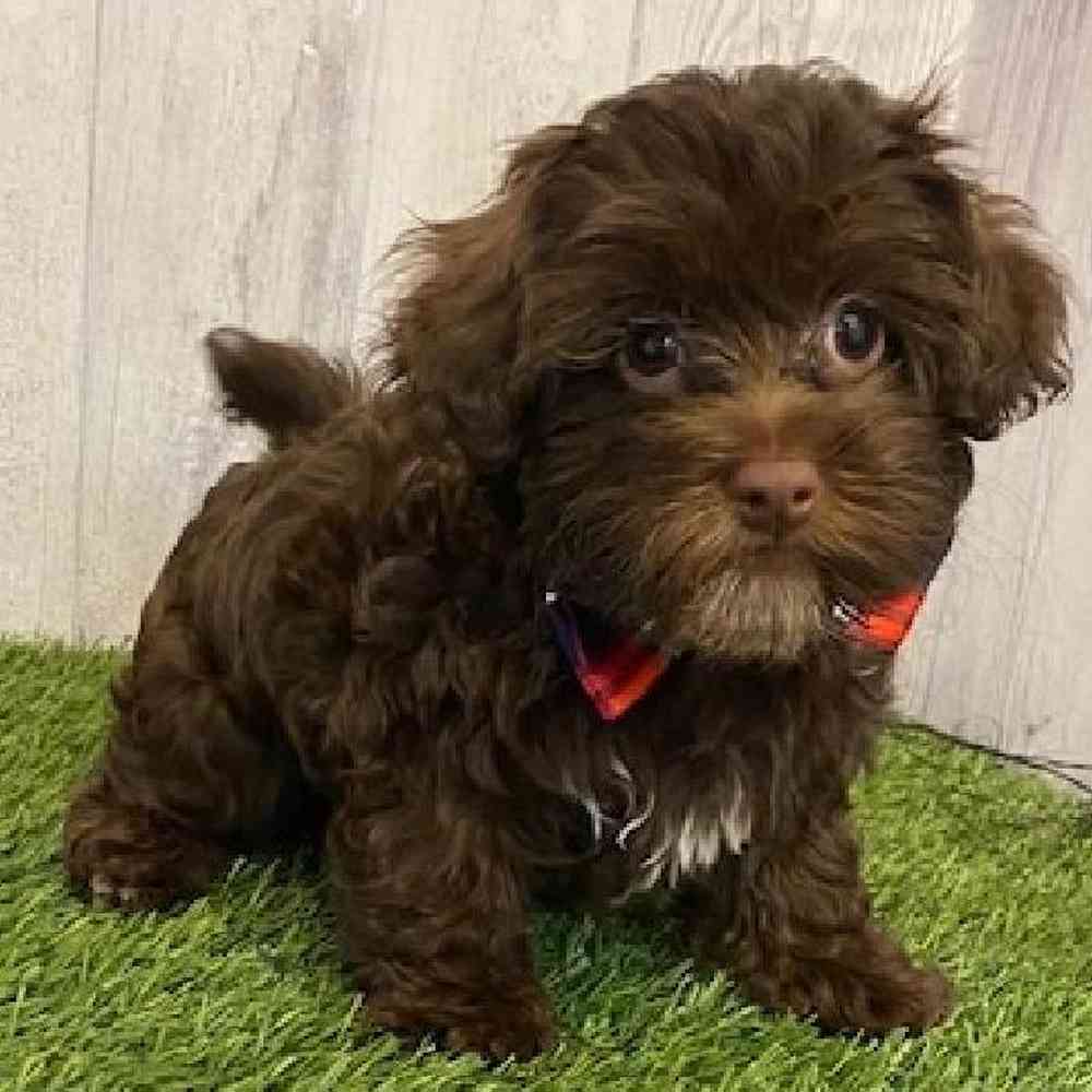 Male Havanese Puppy for sale