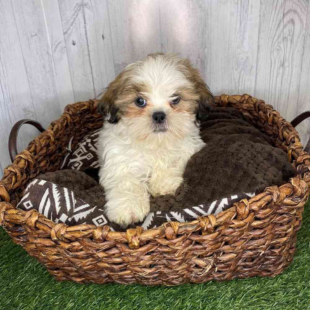 Male Shih Tzu Puppy for Sale in Saugus, MA