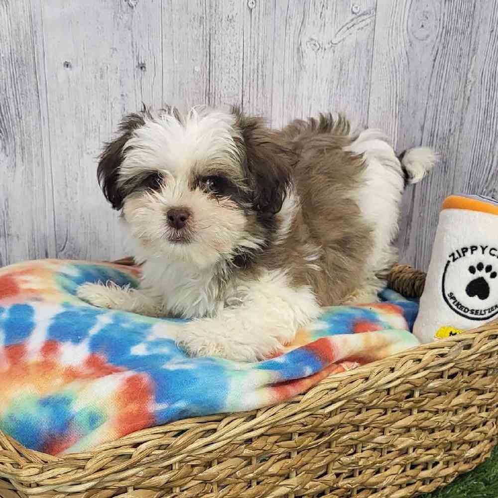 Male Shih Tzu-Coton Puppy for Sale in Saugus, MA
