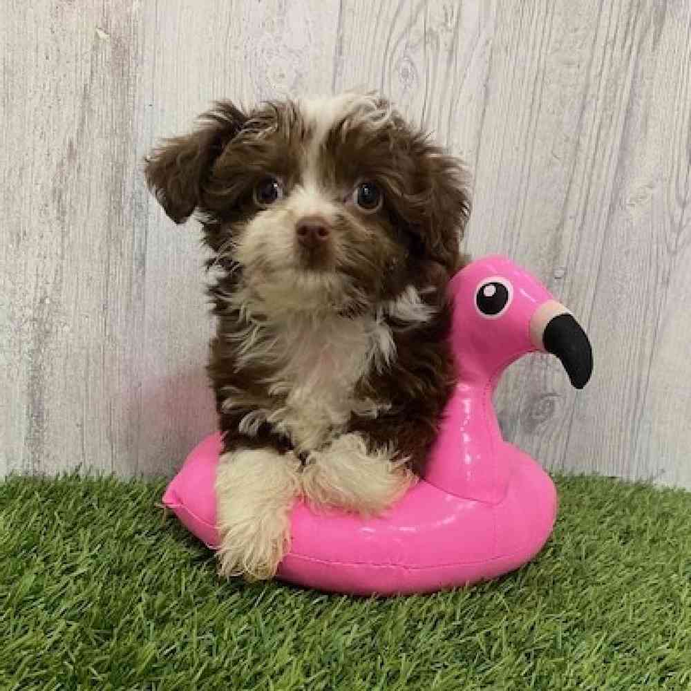 Male Mini Aussiedoodle Puppy for Sale in Braintree, MA