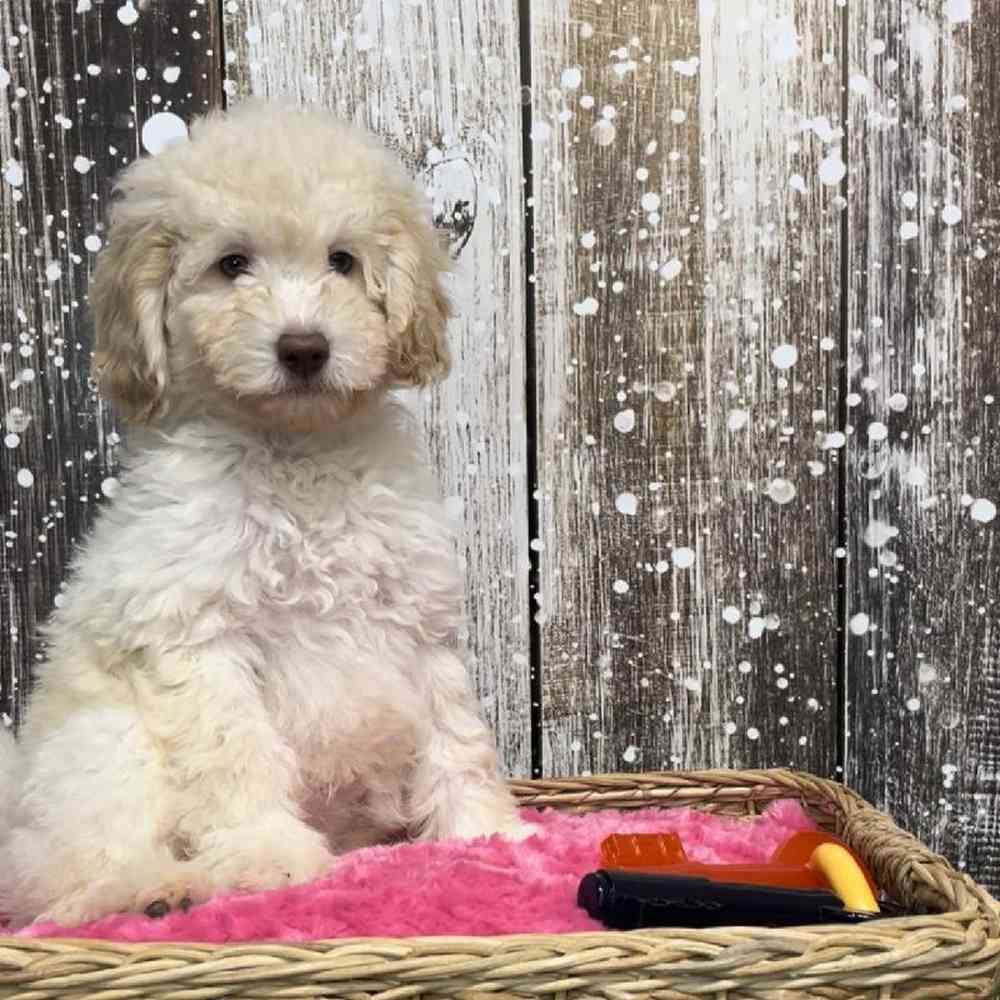 Female Mini Labradoodle 2nd Gen Puppy for Sale in Saugus, MA